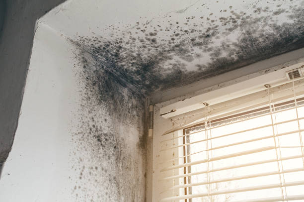 Affordable Mold Remediation solutions in Long Valley, NJ