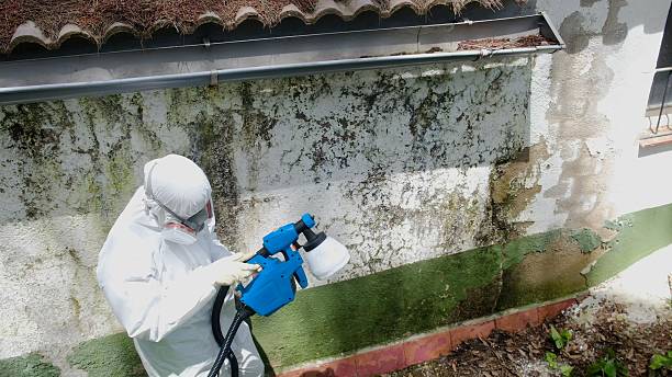 Top rated local Mold Remediation specialists in Long Valley, NJ